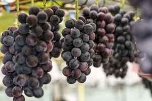 화성 <b>송산포도</b>, 간척지서 대한민국 대표 산지로…5~6일 <b>포도축제</b> 개최